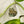 Majestic Toad of the Forest Sticker