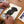Watercolor Paint Your Pet