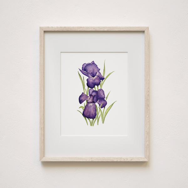 Purple Iris Art Print