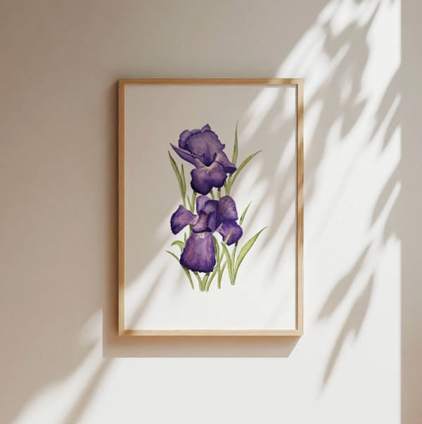 Purple Iris Art Print