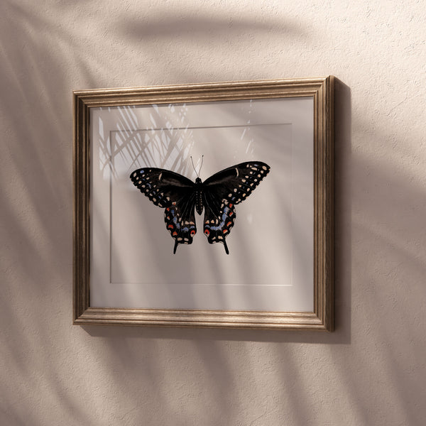 Black Swallowtail Fine Art Print