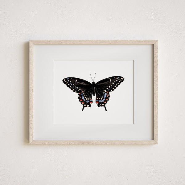 Black Swallowtail Fine Art Print